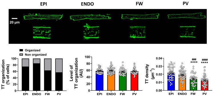 https://cdn.ncbi.nlm.nih.gov/pmc/blobs/a2fb/9916916/c308b1c662dc/ijms-24-02347-g002.jpg