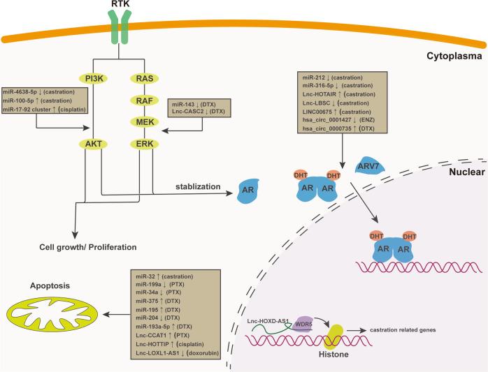 https://cdn.ncbi.nlm.nih.gov/pmc/blobs/a2fc/8187453/a394a9037105/41419_2021_3854_Fig2_HTML.jpg