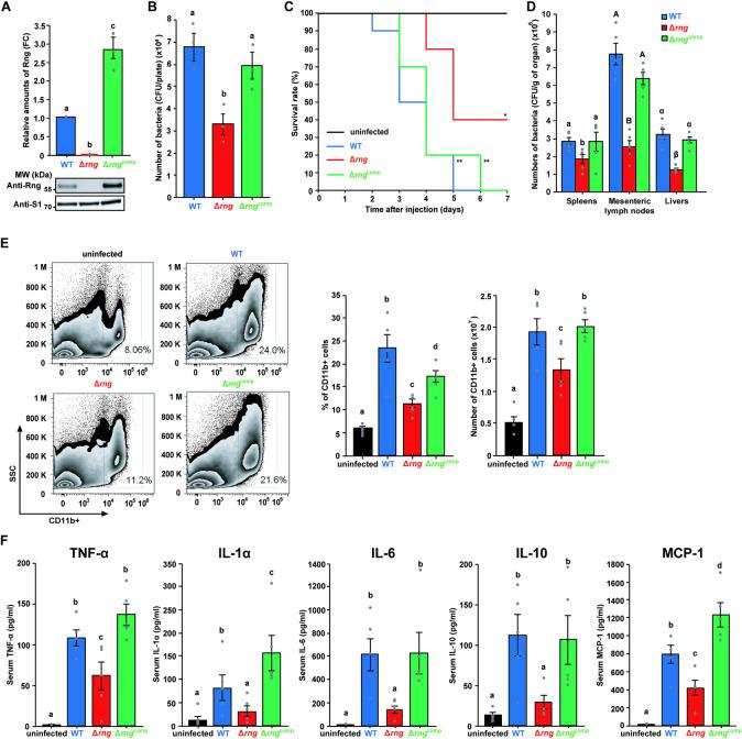 https://cdn.ncbi.nlm.nih.gov/pmc/blobs/a2fd/7877770/25a9ee72ca45/ppat.1009263.g001.jpg