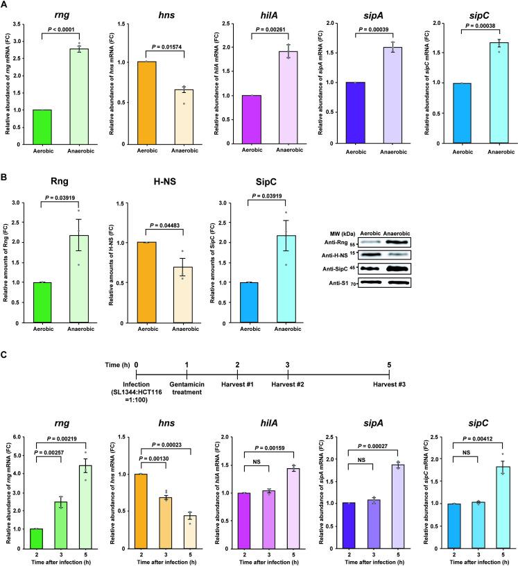 https://cdn.ncbi.nlm.nih.gov/pmc/blobs/a2fd/7877770/33f42d5741c4/ppat.1009263.g003.jpg