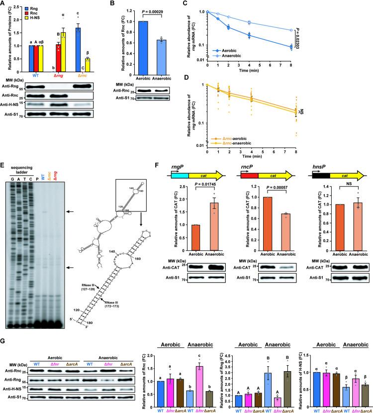 https://cdn.ncbi.nlm.nih.gov/pmc/blobs/a2fd/7877770/49d076fe19b4/ppat.1009263.g006.jpg