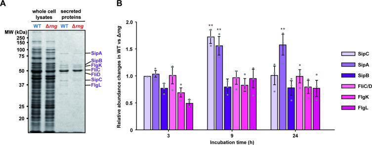 https://cdn.ncbi.nlm.nih.gov/pmc/blobs/a2fd/7877770/50b8ea43ff2d/ppat.1009263.g002.jpg