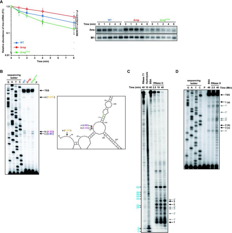 https://cdn.ncbi.nlm.nih.gov/pmc/blobs/a2fd/7877770/f4abc965e5f6/ppat.1009263.g004.jpg
