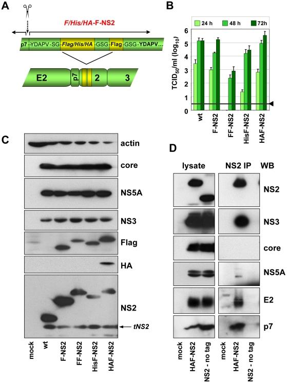 https://cdn.ncbi.nlm.nih.gov/pmc/blobs/a2fe/3002993/889aa3fb300c/ppat.1001233.g005.jpg