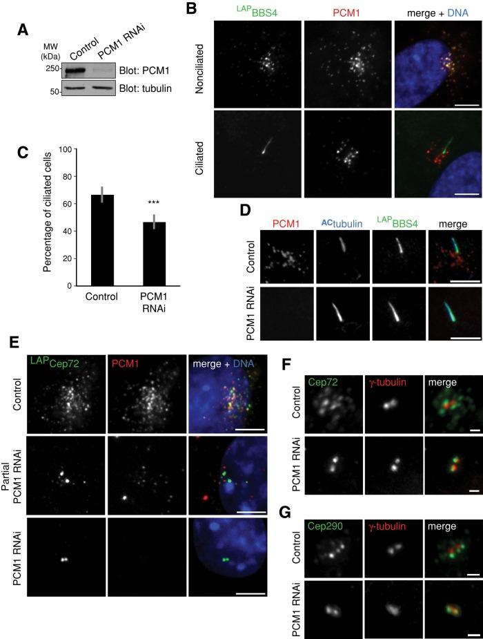 https://cdn.ncbi.nlm.nih.gov/pmc/blobs/a2fe/3431927/ee254f646207/3322fig2.jpg