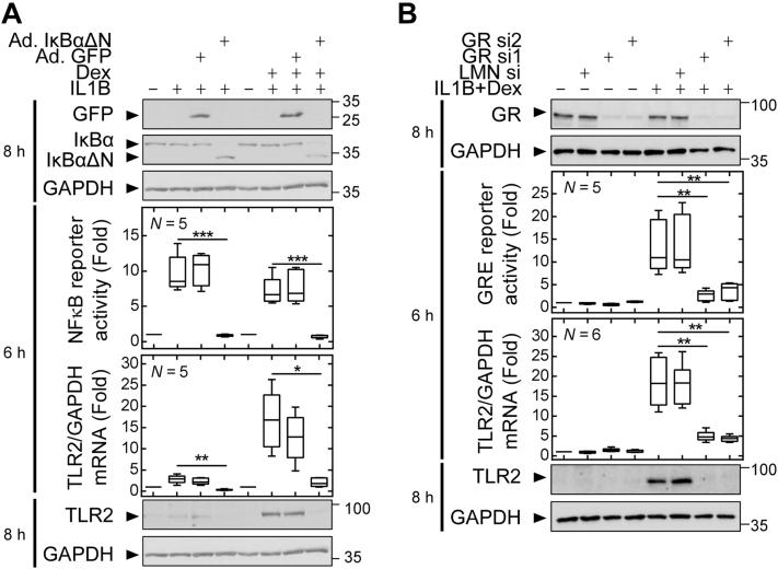 https://cdn.ncbi.nlm.nih.gov/pmc/blobs/a2fe/8942839/059d17ac0474/gr3.jpg