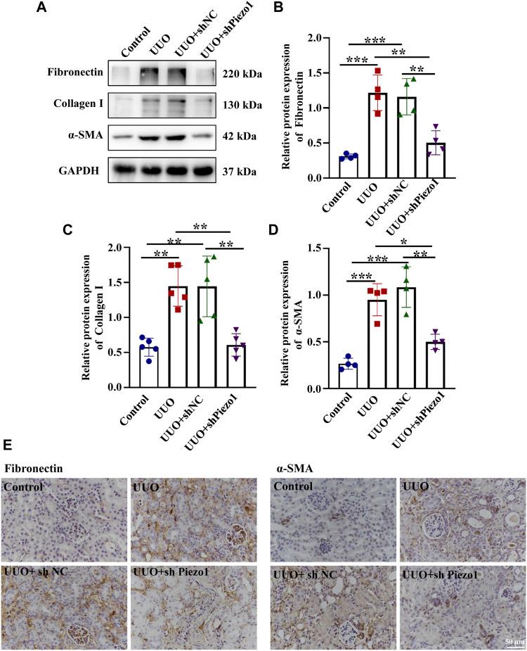 https://cdn.ncbi.nlm.nih.gov/pmc/blobs/a301/8602364/2094293cd145/fcell-09-741060-g009.jpg