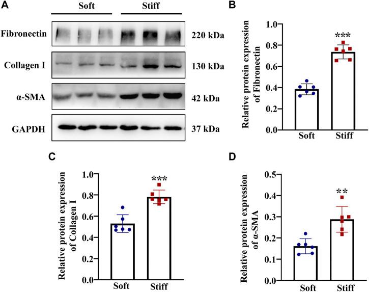 https://cdn.ncbi.nlm.nih.gov/pmc/blobs/a301/8602364/57e854955986/fcell-09-741060-g001.jpg