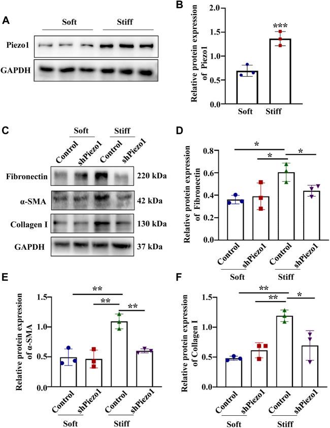 https://cdn.ncbi.nlm.nih.gov/pmc/blobs/a301/8602364/61971f28d03c/fcell-09-741060-g005.jpg