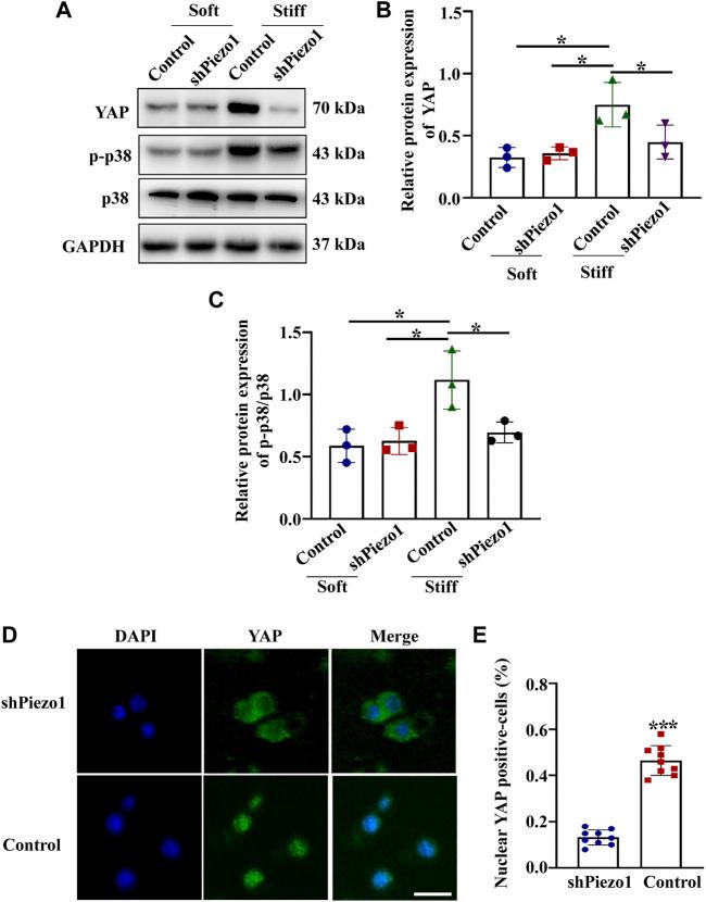 https://cdn.ncbi.nlm.nih.gov/pmc/blobs/a301/8602364/69cee7dab314/fcell-09-741060-g006.jpg