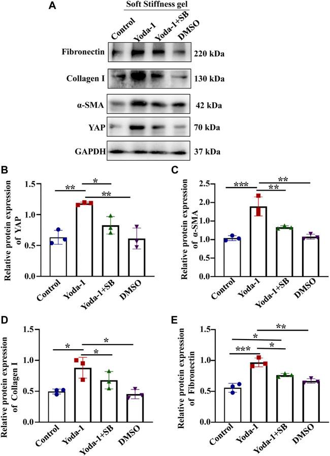 https://cdn.ncbi.nlm.nih.gov/pmc/blobs/a301/8602364/7abd87e9170e/fcell-09-741060-g007.jpg