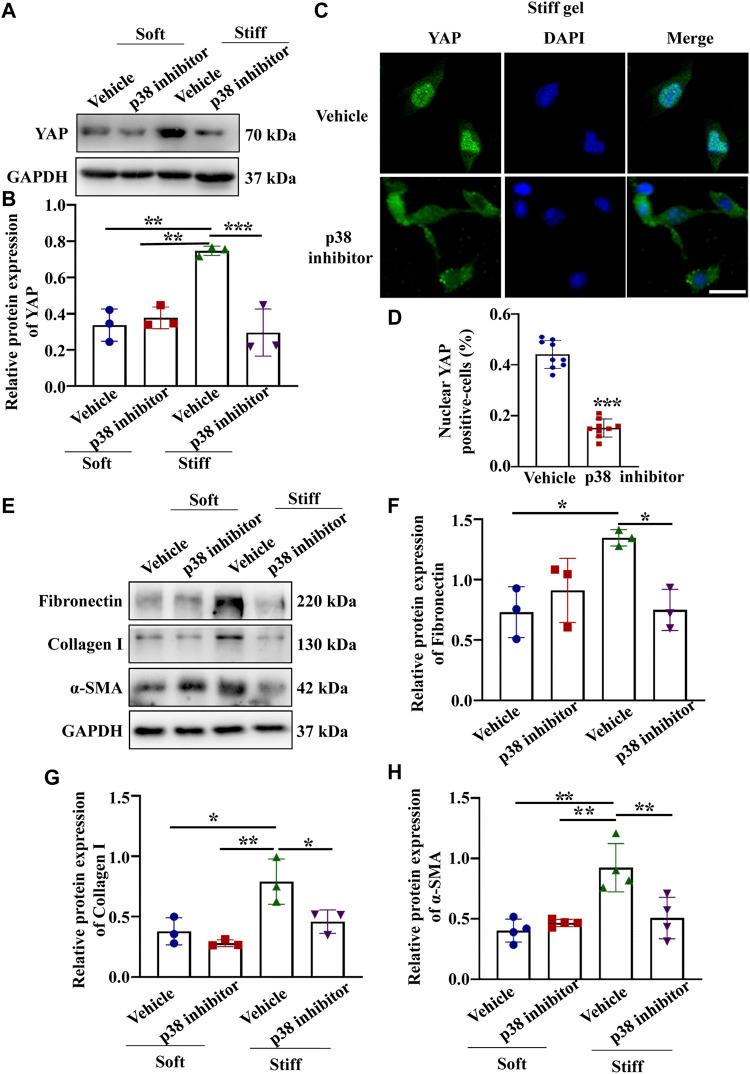 https://cdn.ncbi.nlm.nih.gov/pmc/blobs/a301/8602364/9aa08e8875b8/fcell-09-741060-g004.jpg