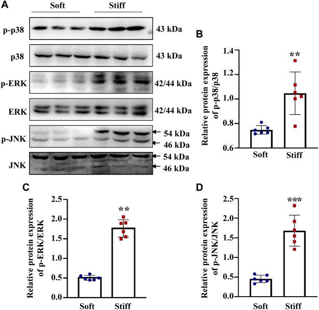 https://cdn.ncbi.nlm.nih.gov/pmc/blobs/a301/8602364/a7f5f8b9f42a/fcell-09-741060-g003.jpg