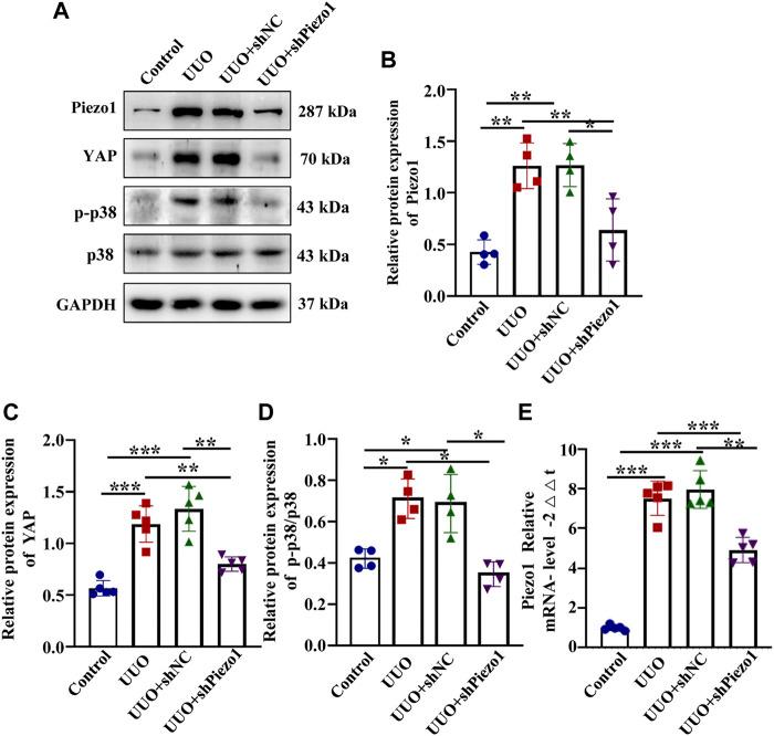 https://cdn.ncbi.nlm.nih.gov/pmc/blobs/a301/8602364/e2f63461f36f/fcell-09-741060-g010.jpg