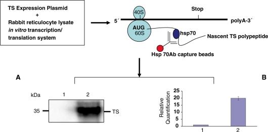 https://cdn.ncbi.nlm.nih.gov/pmc/blobs/a302/2875024/b11634cb14c5/gkq024f2.jpg