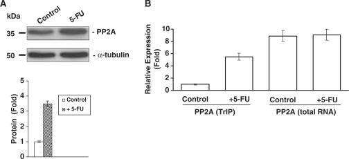 https://cdn.ncbi.nlm.nih.gov/pmc/blobs/a302/2875024/d694f4630c4c/gkq024f5.jpg