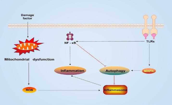 https://cdn.ncbi.nlm.nih.gov/pmc/blobs/a304/7059569/879221df581d/NRR-15-1388-g003.jpg