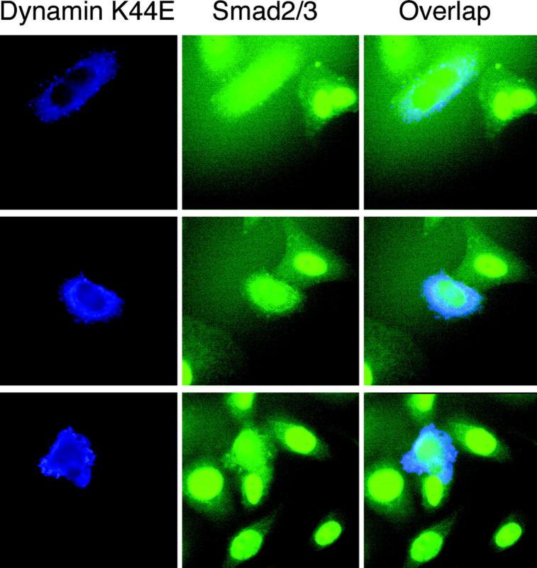 https://cdn.ncbi.nlm.nih.gov/pmc/blobs/a306/2173232/71e68382ff13/200204088f3.jpg