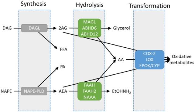 https://cdn.ncbi.nlm.nih.gov/pmc/blobs/a308/7058259/7283ff087e18/10.1177_2398212818783908-fig5.jpg