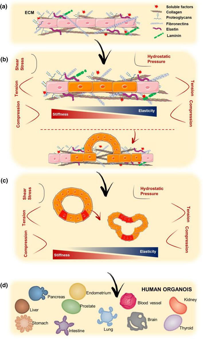https://cdn.ncbi.nlm.nih.gov/pmc/blobs/a308/8964551/a8bab0449383/249_2021_1551_Fig4_HTML.jpg