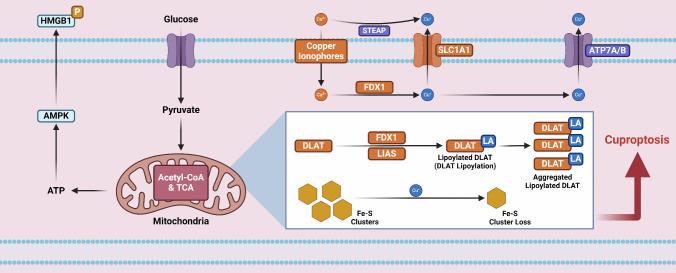 https://cdn.ncbi.nlm.nih.gov/pmc/blobs/a30b/11790790/4ae5425e55ea/12035_2024_4501_Fig2_HTML.jpg