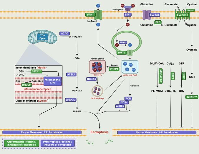 https://cdn.ncbi.nlm.nih.gov/pmc/blobs/a30b/11790790/cff92f2b483c/12035_2024_4501_Fig1_HTML.jpg