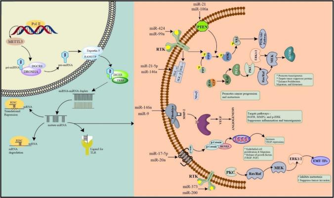 https://cdn.ncbi.nlm.nih.gov/pmc/blobs/a311/11961864/25d5a4524bf7/262_2025_4011_Fig2_HTML.jpg
