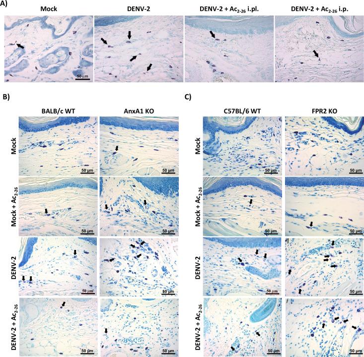 https://cdn.ncbi.nlm.nih.gov/pmc/blobs/a314/8959599/7a4f23ee6865/elife-73853-fig6-figsupp1.jpg