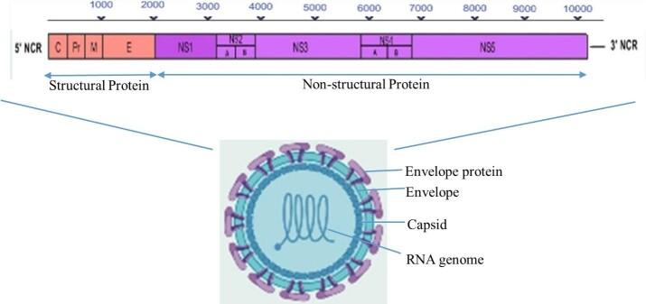 https://cdn.ncbi.nlm.nih.gov/pmc/blobs/a315/11650908/d78d33560bfd/yjbm_97_4_505_g02.jpg
