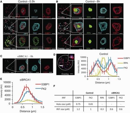https://cdn.ncbi.nlm.nih.gov/pmc/blobs/a315/3905848/d12936c42199/gkt802f2p.jpg