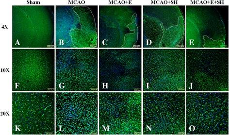 https://cdn.ncbi.nlm.nih.gov/pmc/blobs/a315/4247200/8469ebe15f2d/12868_2014_125_Fig3_HTML.jpg