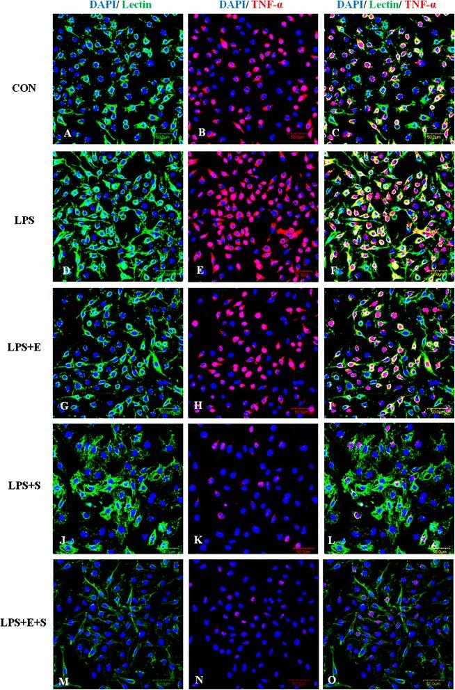 https://cdn.ncbi.nlm.nih.gov/pmc/blobs/a315/4247200/b0a5b2258a9d/12868_2014_125_Fig8_HTML.jpg