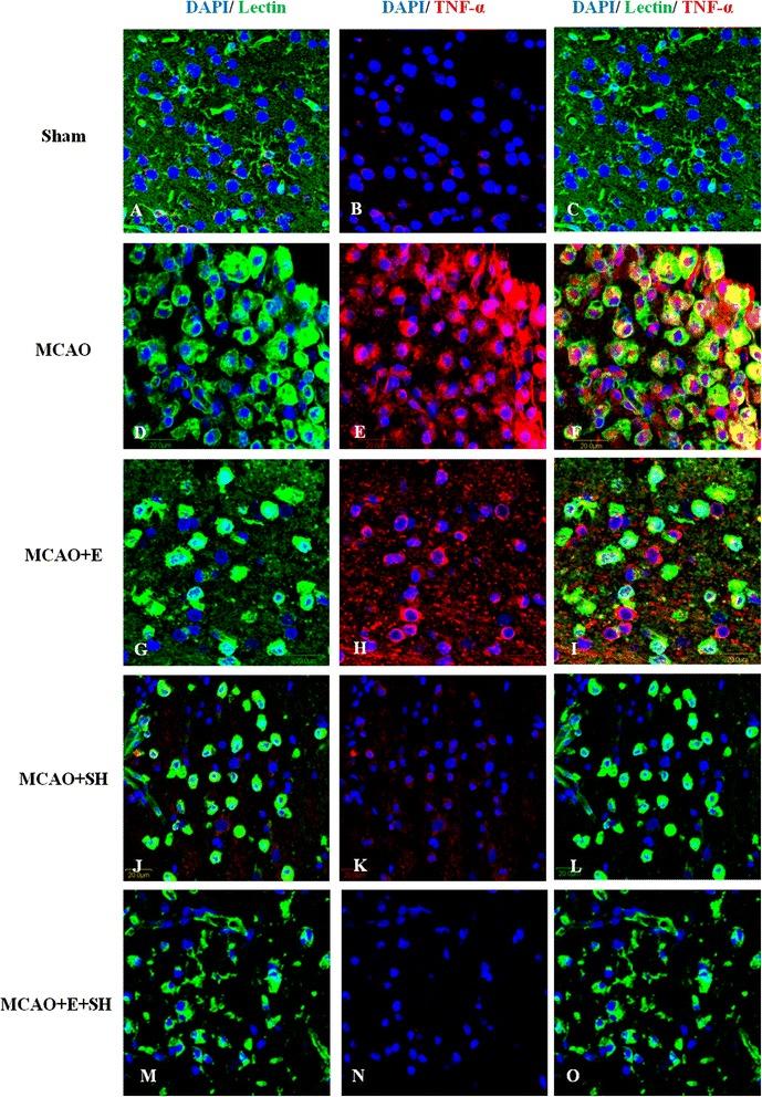 https://cdn.ncbi.nlm.nih.gov/pmc/blobs/a315/4247200/f54178ca5d8d/12868_2014_125_Fig5_HTML.jpg