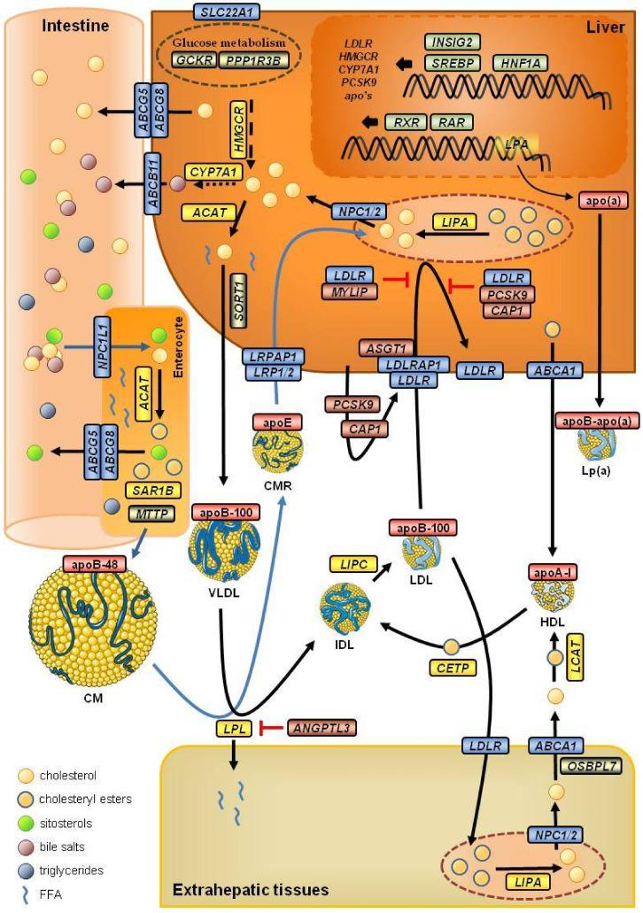 https://cdn.ncbi.nlm.nih.gov/pmc/blobs/a315/8615680/232891208754/biomedicines-09-01728-g001.jpg