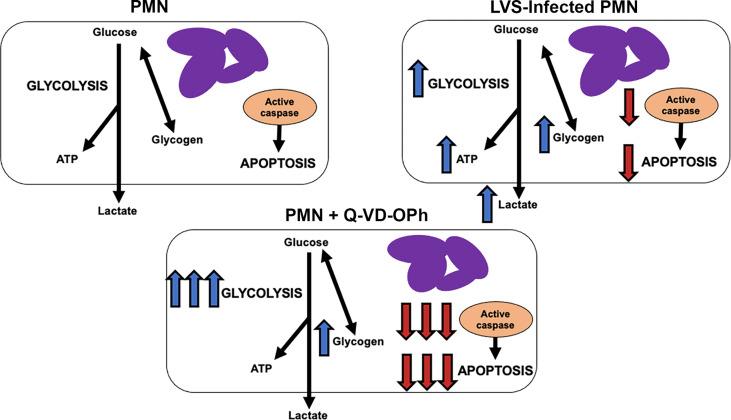 https://cdn.ncbi.nlm.nih.gov/pmc/blobs/a315/9174434/8c313c343543/fimmu-13-836754-g010.jpg