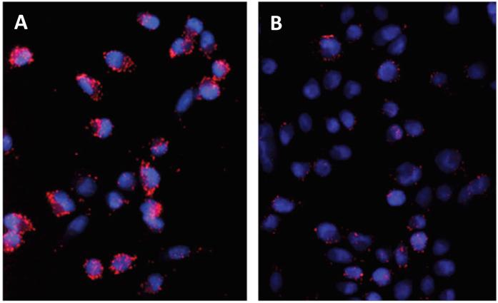 https://cdn.ncbi.nlm.nih.gov/pmc/blobs/a316/5213423/1ccb3d1f74ec/srep39732-f5.jpg