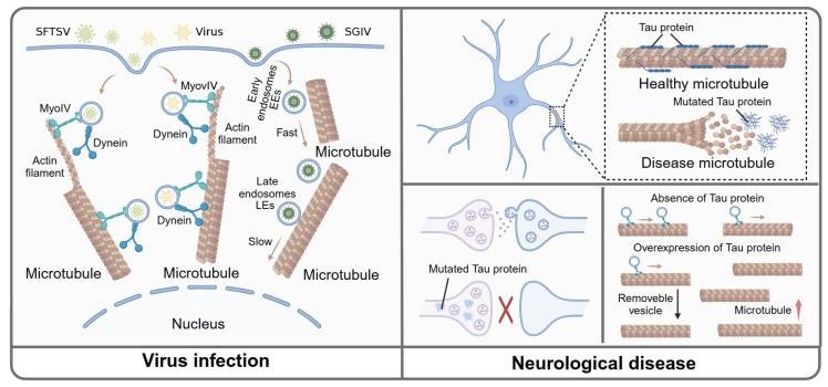 https://cdn.ncbi.nlm.nih.gov/pmc/blobs/a317/12036878/cf236b65de72/thnov15p5138g004.jpg