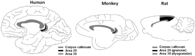 https://cdn.ncbi.nlm.nih.gov/pmc/blobs/a319/7058244/2724dfc05898/10.1177_2398212818757098-fig1.jpg