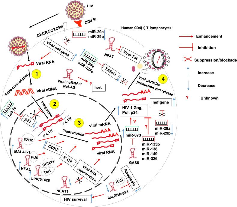 https://cdn.ncbi.nlm.nih.gov/pmc/blobs/a31b/8560798/3c2949bf3bb0/fimmu-12-703936-g003.jpg