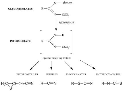 https://cdn.ncbi.nlm.nih.gov/pmc/blobs/a31d/3233436/36fcea63b0ea/ijms-12-07760f1.jpg