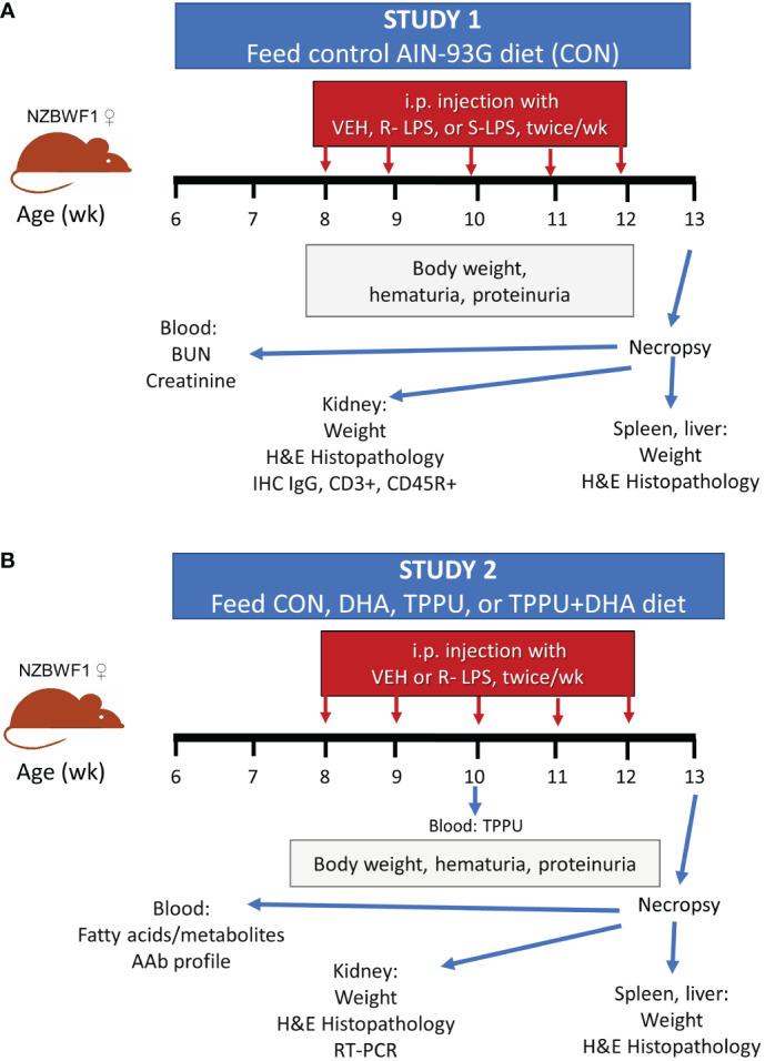 https://cdn.ncbi.nlm.nih.gov/pmc/blobs/a31d/9978350/42b1c5350d7d/fimmu-14-1124910-g001.jpg