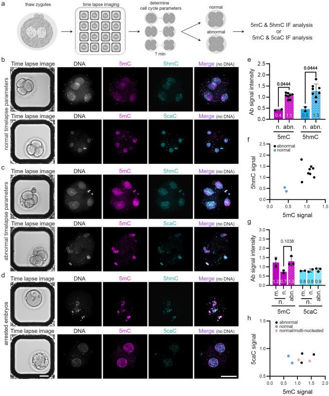 https://cdn.ncbi.nlm.nih.gov/pmc/blobs/a31e/8460514/18a60431af7a/418_2021_2008_Fig4_HTML.jpg