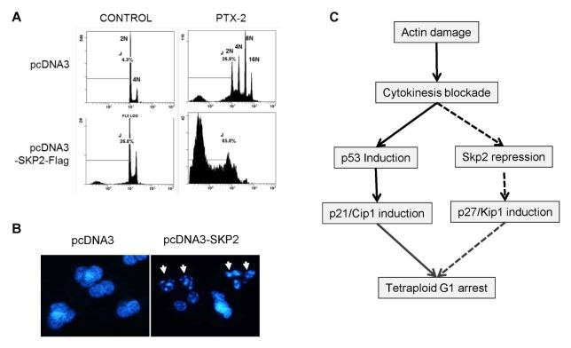 https://cdn.ncbi.nlm.nih.gov/pmc/blobs/a326/5584746/0161d815a6eb/bmb-50-379f4.jpg