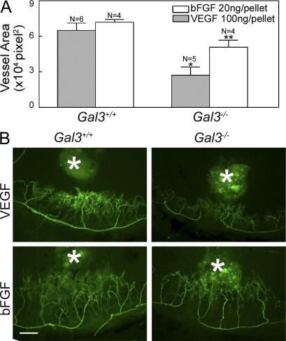 https://cdn.ncbi.nlm.nih.gov/pmc/blobs/a32a/2931172/0a80e02bfe7c/JEM_20090121_RGB_Fig4.jpg