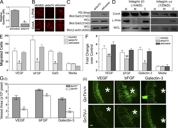 https://cdn.ncbi.nlm.nih.gov/pmc/blobs/a32a/2931172/35c13c43b2b6/JEM_20090121_RGB_Fig6.jpg