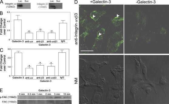 https://cdn.ncbi.nlm.nih.gov/pmc/blobs/a32a/2931172/533fa548a6f3/JEM_20090121_RGB_Fig5.jpg