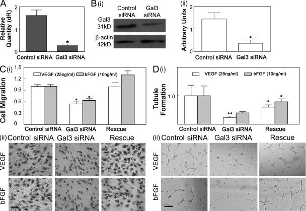 https://cdn.ncbi.nlm.nih.gov/pmc/blobs/a32a/2931172/a02e10f04b98/JEM_20090121_GS_Fig3.jpg