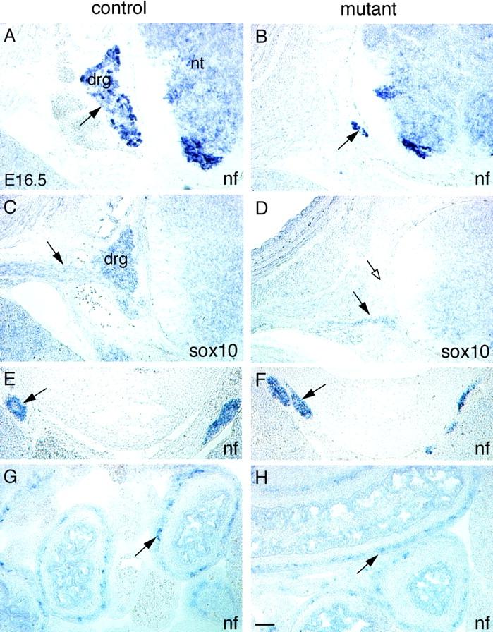 https://cdn.ncbi.nlm.nih.gov/pmc/blobs/a32d/2173383/32a7195cd290/200209039f2.jpg