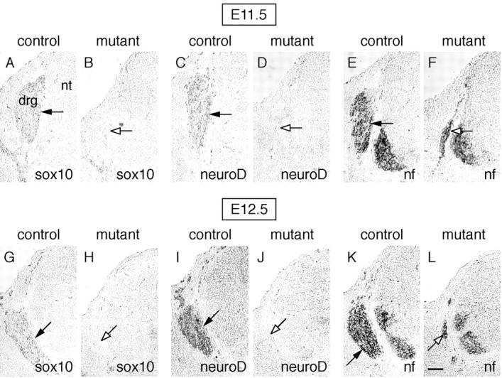 https://cdn.ncbi.nlm.nih.gov/pmc/blobs/a32d/2173383/565b6245313a/200209039f7.jpg