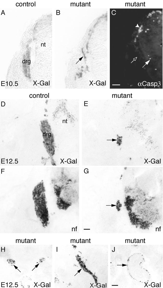 https://cdn.ncbi.nlm.nih.gov/pmc/blobs/a32d/2173383/867a055ba041/200209039f8.jpg
